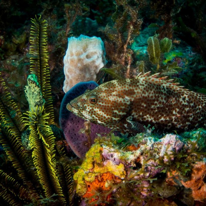 Couronné noir Epinephelus adscensionis