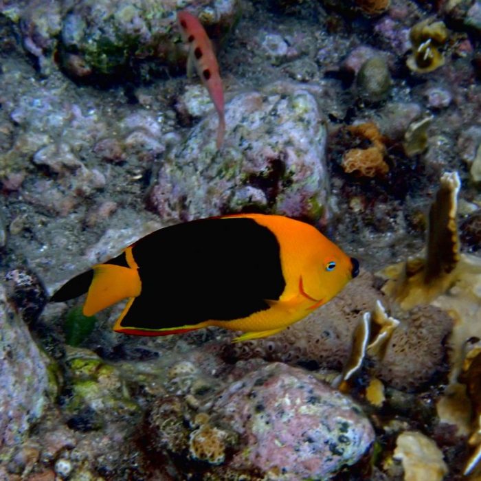 Poisson ange des Caraïbes tricolore